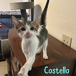 Thumbnail photo of Costello #2