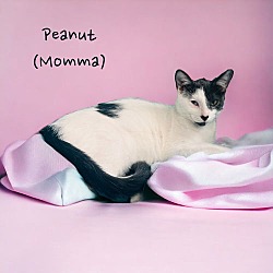 Thumbnail photo of Peanut #3