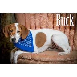 Thumbnail photo of Buck/Grits #1