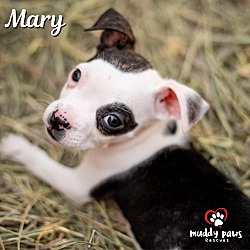 Thumbnail photo of Hocus Pocus Litter: Mary #1