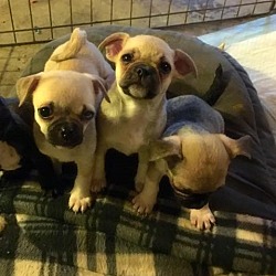 Photo of Chug Puppies