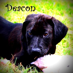 Thumbnail photo of Deacon #1