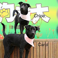Thumbnail photo of Chloe(Formosan Mountain Dog) #3