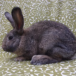 Thumbnail photo of Mulder #2