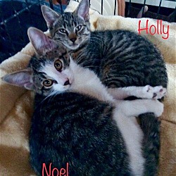 Thumbnail photo of Holly #3