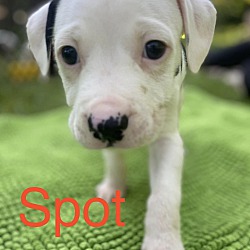 Thumbnail photo of Spot #1