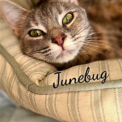 Photo of Junebug