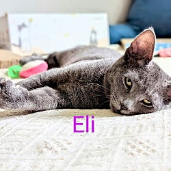 Thumbnail photo of Eli #3