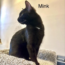 Thumbnail photo of Mink - Felvy Kitty #4