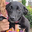 Adopt A Pet :: Paneik - Locust Grove, GA