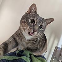 adopt a pet