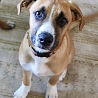 adopt a pet