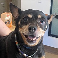 adopt a pet