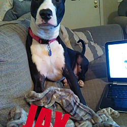 Thumbnail photo of JAX #1