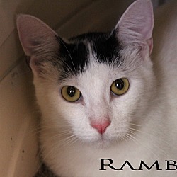 Thumbnail photo of Ramble #1