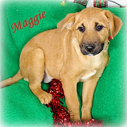 Thumbnail photo of Maggie~adopted! #2