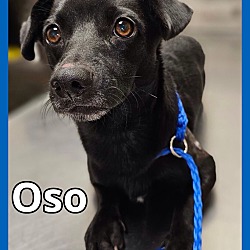 Photo of Oso