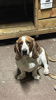 Conroe, TX - Basset Hound/Basset Hound. Meet Pacholo a Pet for Adoption ...