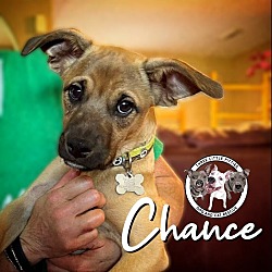 Thumbnail photo of Chance the Little Guy #1