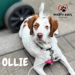 Thumbnail photo of Oliver "Ollie" (Courtesy Post) #1
