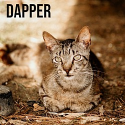 Photo of Dapper