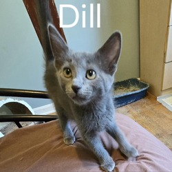 Thumbnail photo of Sova Kittens:  Dill #1