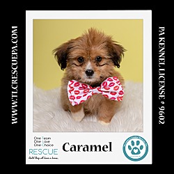 Thumbnail photo of Caramel (Ten Spots) 082424 #2