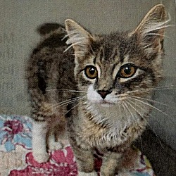 Thumbnail photo of Dory - ADOPTION PENDING! #2