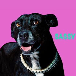 Thumbnail photo of Sassy #2