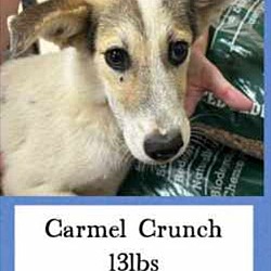 Thumbnail photo of CARAMEL CRUNCH #4