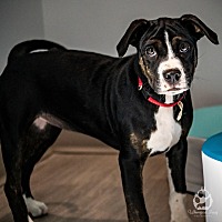 adopt a pet