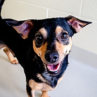 adopt a pet