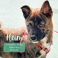 adopt a pet