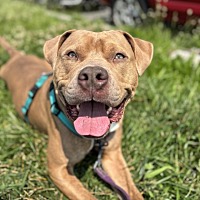 adopt a pet