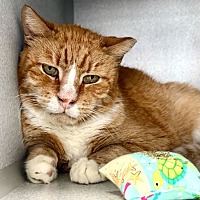 adopt a pet