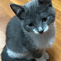 adopt-pet