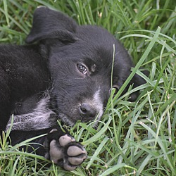Thumbnail photo of Zuri~adopted! #2