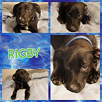 Photo of Rigby