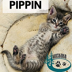 Thumbnail photo of Pippin #3