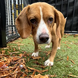 Photo of Trixie