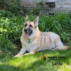 Photo of Sable (Courtesy Post)