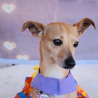 adopt-pet