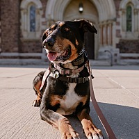 adopt-pet
