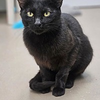 adopt-pet