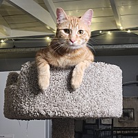 adopt a pet