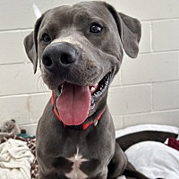 adopt a pet