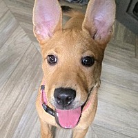 adopt a pet