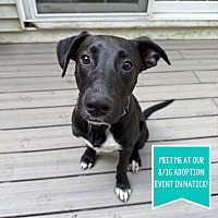adopt a pet