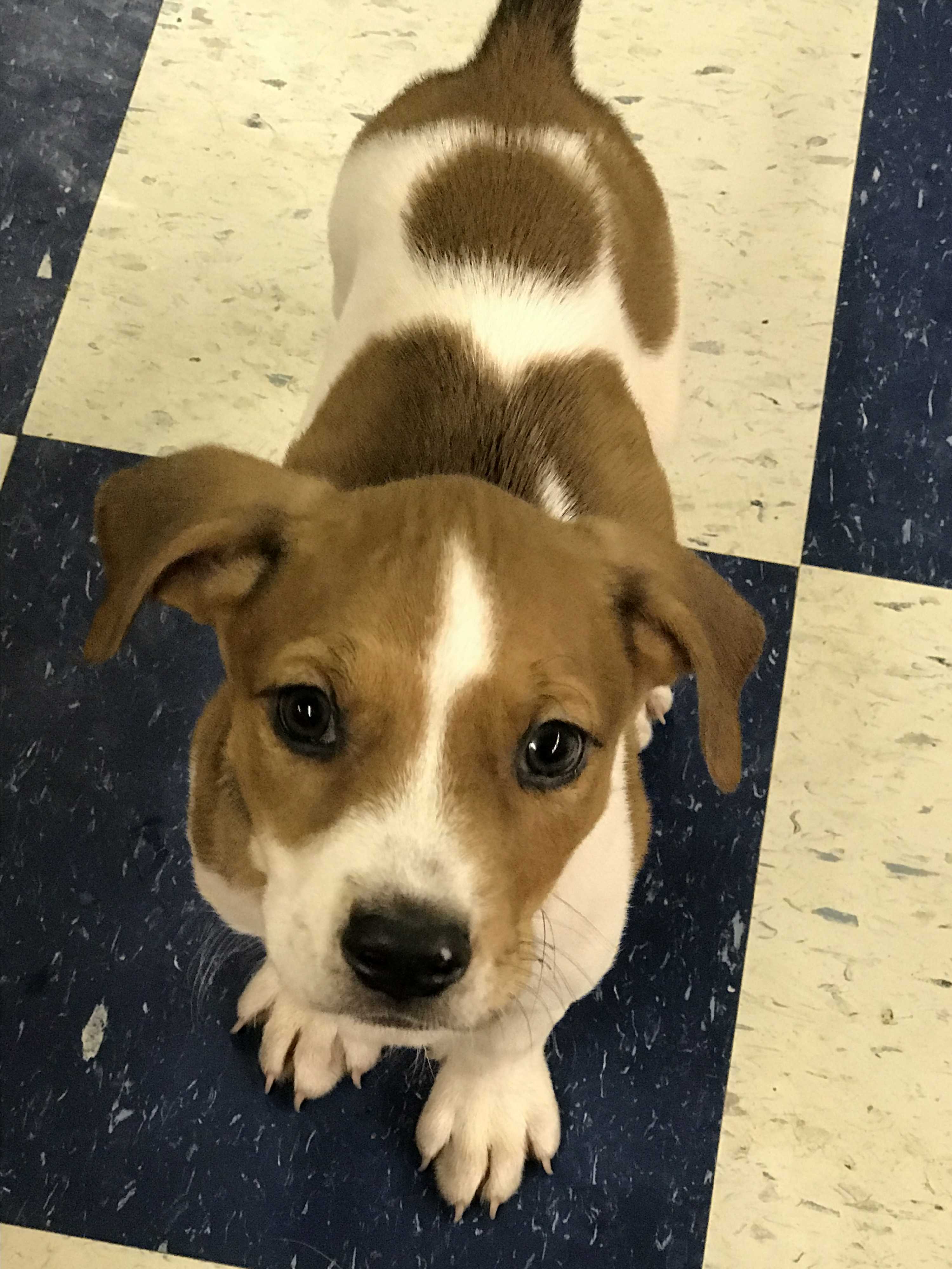 Redding Ca Beagle Meet Saturday A Pet For Adoption