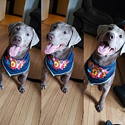 Puppies For Sale In Milwaukee Wisconsin Adoptapet Com